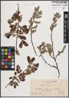 Foto von Salix cinerea L.